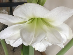 The new Christmas amaryllis