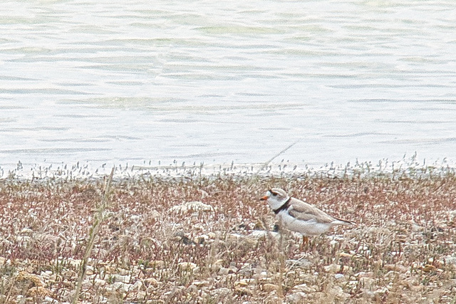 avocet close up