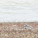 avocet close up