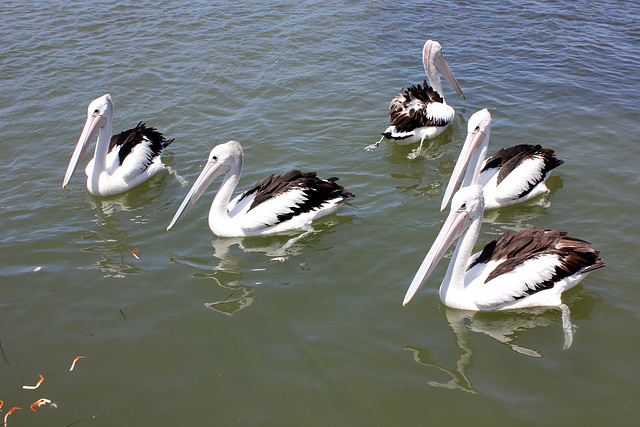 036/365 Pelicans