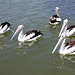 036/365 Pelicans