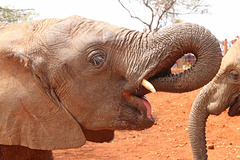 There are over 40,000 muscles in an elephant's trunk