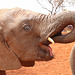 There are over 40,000 muscles in an elephant's trunk