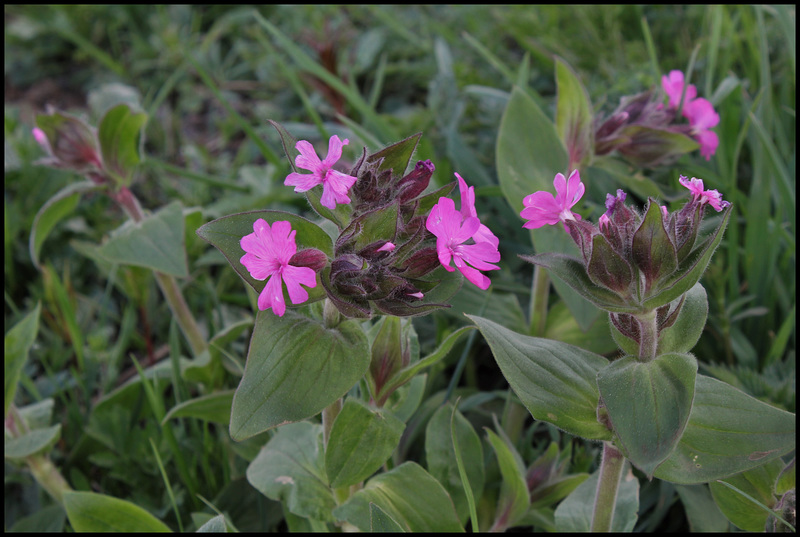 Lychnis (4)