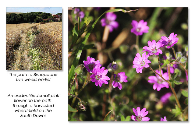 Pink flower in a South Downs wheat field - Bishopstone - 18.9.2015