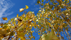 Couleurs d'automne en Haute-Saone ( 70 ). 05.