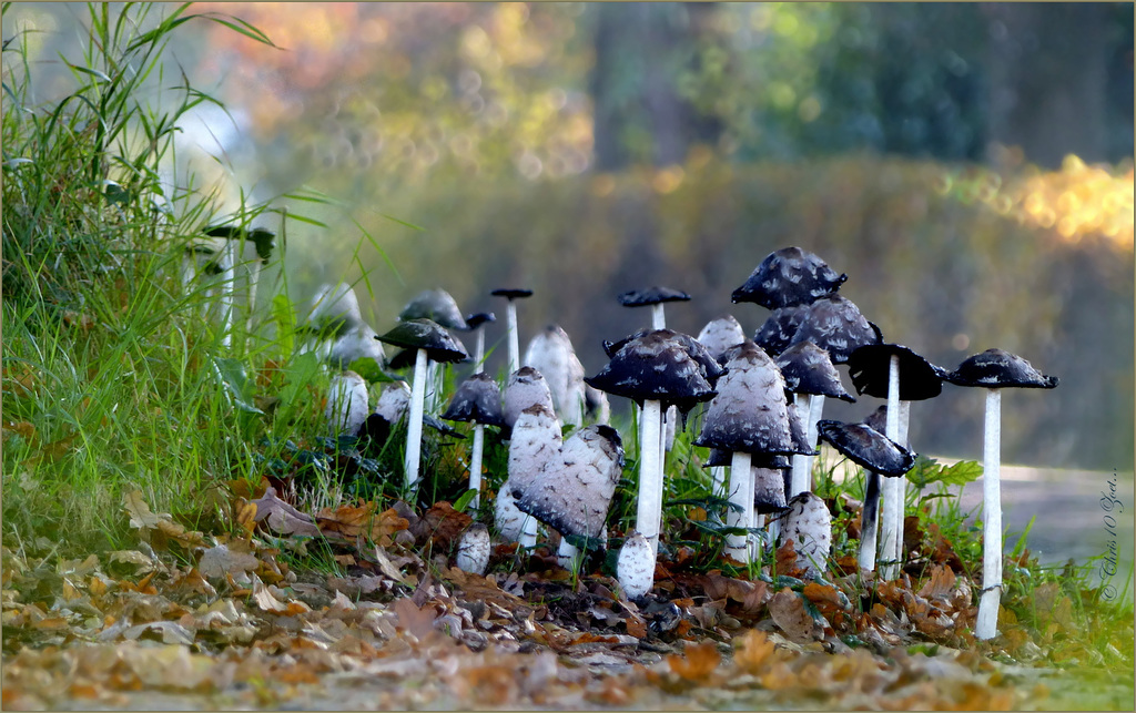 Whole family Shaggy Mane's ~ Geschubde inktzwammen (Coprinus comatus)...