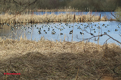 Goldeneye and Tufted Ducks Lake Esrum M01 01