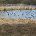Goldeneye and Tufted Ducks Lake Esrum M01 01
