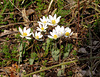 Bloodroot along Polly Ann Trail