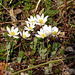 Bloodroot along Polly Ann Trail