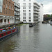 Kestrel On Regent's Canal