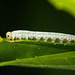 Die Larve einer Pflanzenwespe :))   The larva of a plant wasp :))   La larve d'une guêpe végétale :))