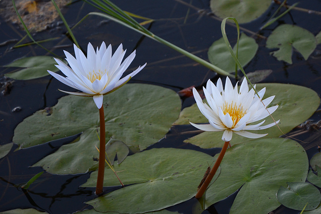 Botswana, Two Water Lilies in the Shade of the Boat