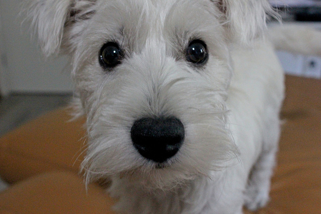 037/365 closeup Harry