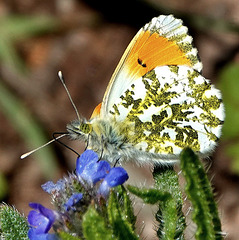 L’Aurore (Anthocharis cardamines)