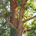 230/365 2025 bark