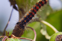 Caterpillar