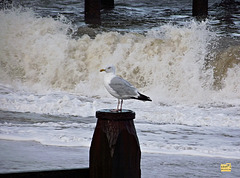 Gull and waves