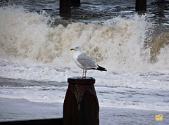 Gull and waves