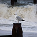 Gull and waves