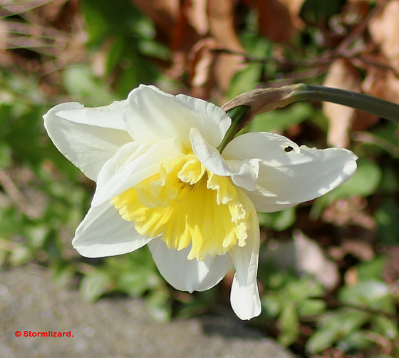 Daffodil at the roadside 01 A02