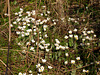 Bloodroot along Polly Ann Trail