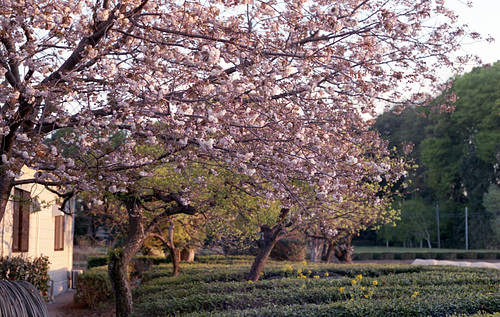 Cherry blossoms in the late afternoon sun