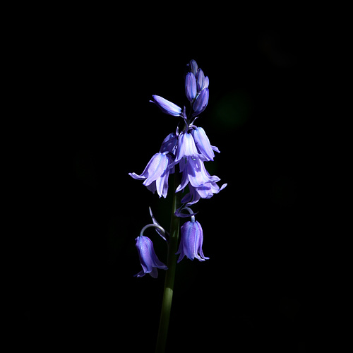 IMG 9300 bluebell