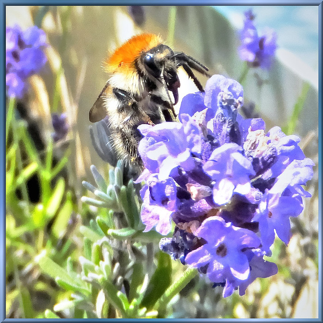 Baumhummel  (Bombus hypnorum). ©UdoSm