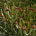 Euphorbia Kamponii L1000014