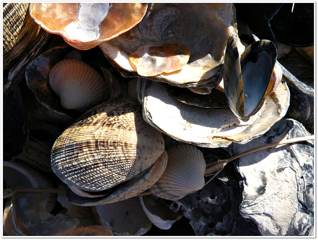 Coquillages à Cherrueix (35)