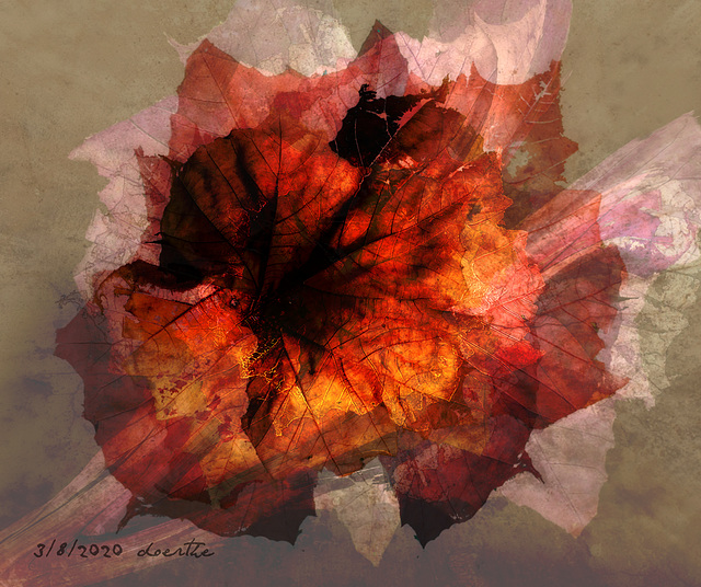 Decaying sycamore leaf