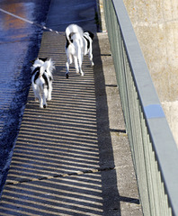 dogs plus fence - HFF