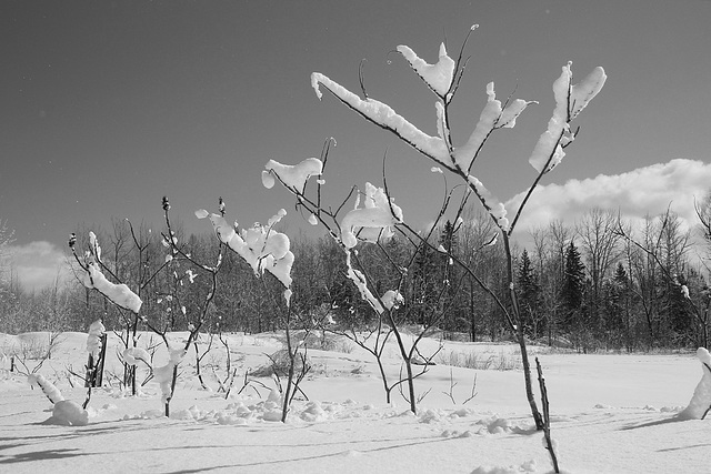 blanc