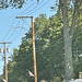 UI 13.8/7.9kV Y pole next to a tree