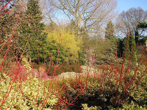 The Winter garden Cambridge Botanic Garden