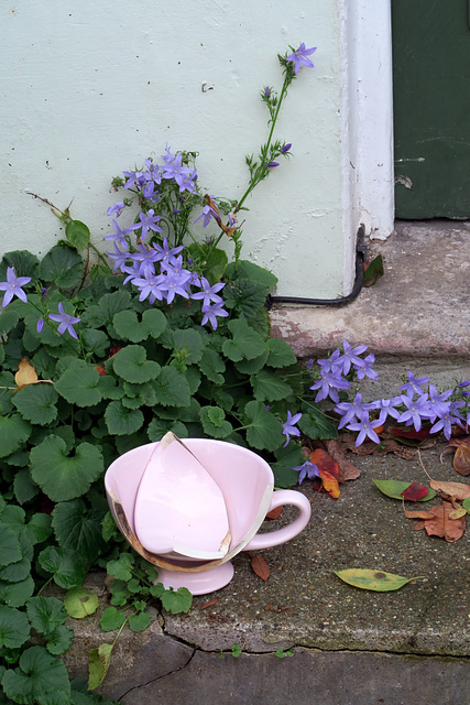 IMG 9695-001-Broken Pink Tea Cup