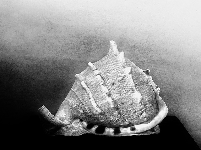 shell 28:4:2024 3 b&w