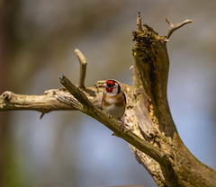 Goldfinch