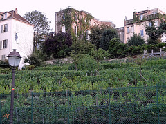 Weinberg am Montmartre