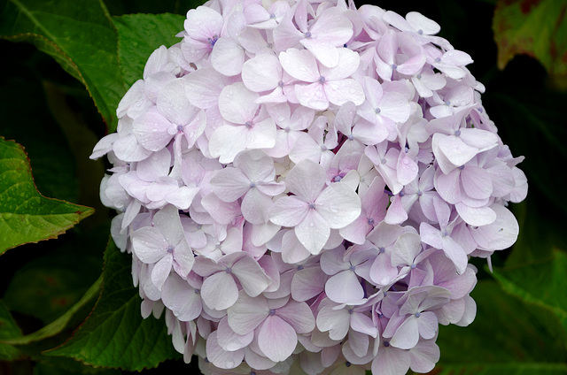 Il pleut sur les hortensias