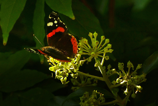 Admiral (Vanessa atalanta) - PiP!