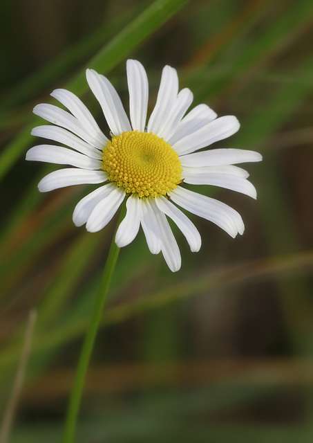 Marguerite on aime ;-)