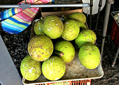 Bread fruit ~ $1.50 a lb