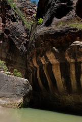 Zion Nat Park, The Narrows L1010713