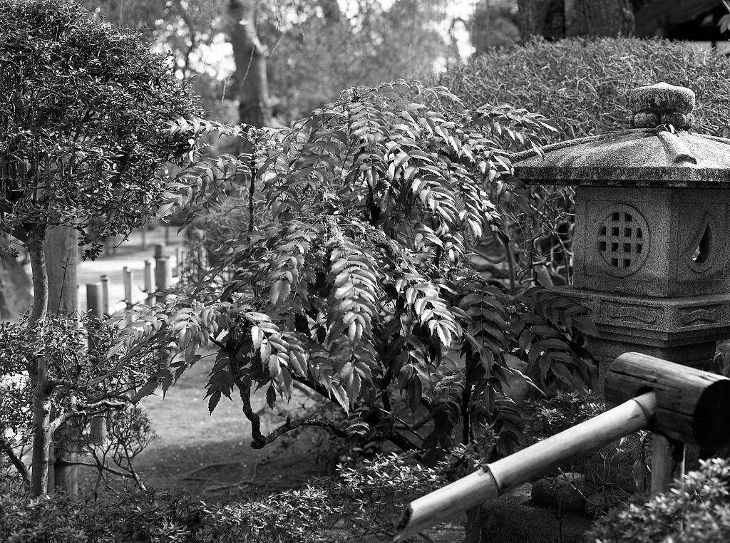 In the temple garden