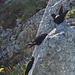 auf dem Rochers-de-Naye (© Buelipix)