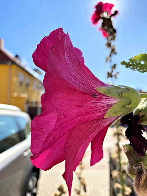 Alcea in der Herbstsonne