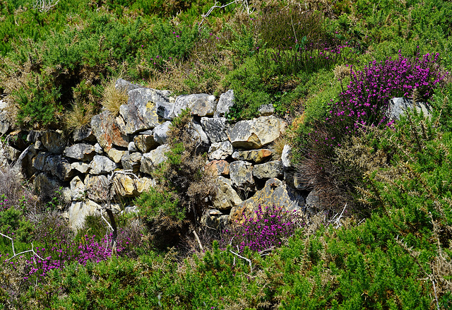 HWW - Mauer mit Heide und Ginster